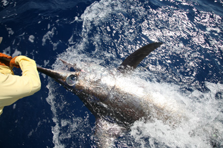 Anglers can use the Hooker assist to retrieve their baits and weights, but detach it from the reel to hand-crank swordfish out of great depths.  It's all about the sport.