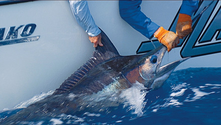 Green Turtle Abacos Blue marlin action peaks in June.