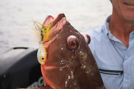 Green Turtle Abacos This red grouper found a jig irresistible.