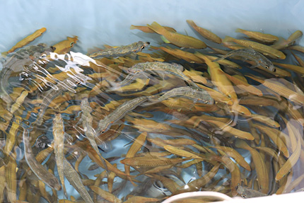 Green Turtle Abacos Go Live: A well full of live pilchards will always make your fishing day better, as pelagics and bottom dwellers all love them.