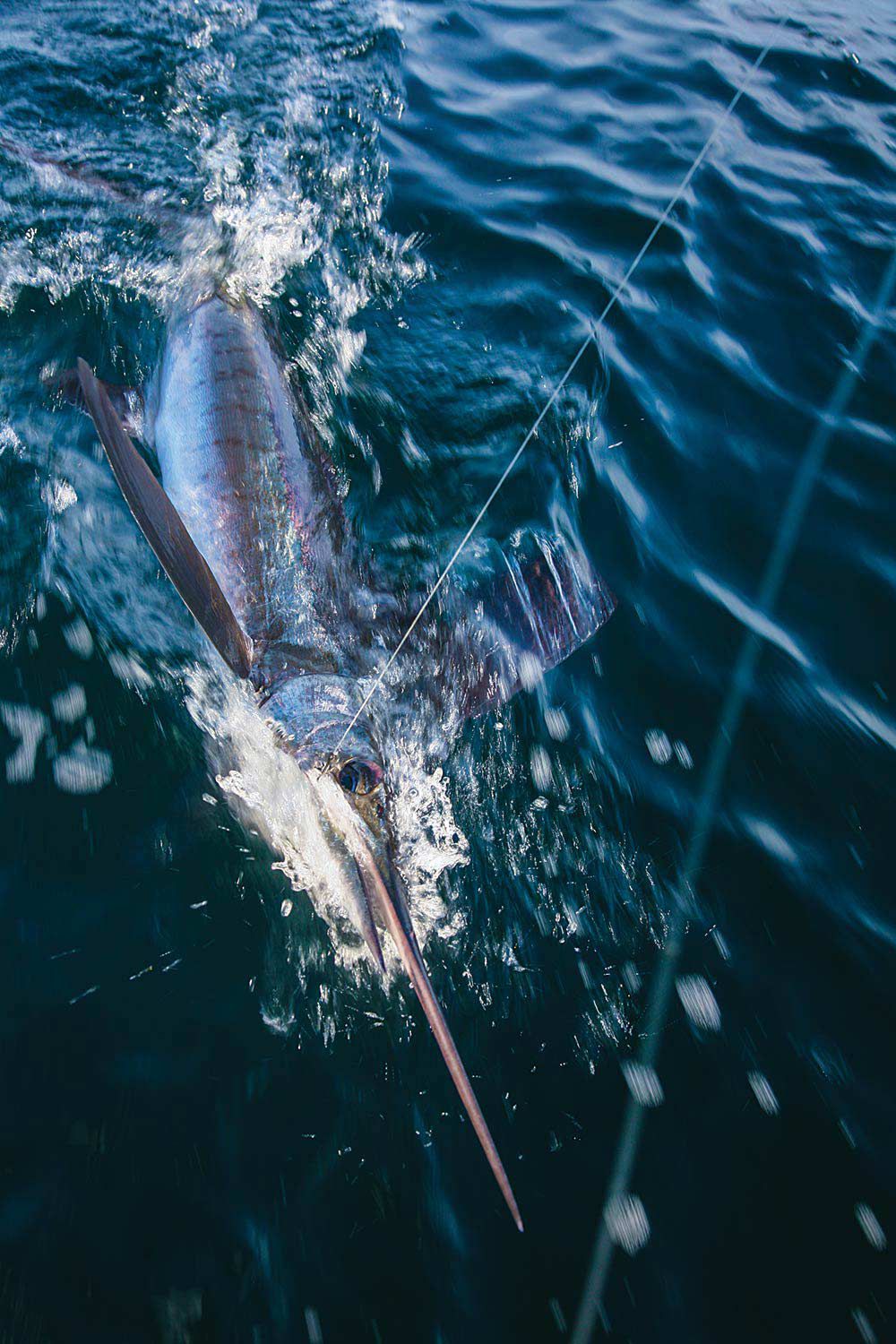 Billfish, among other species, find ballyhoo rigs irresistible
