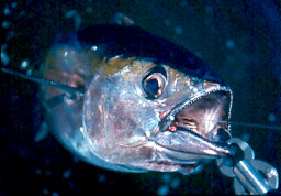  Lip-grabbing devices like the BogaGrip are great for controlling fish for hook removal.