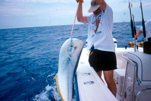 The WWB takes its share of big dolphin, especially when they're reluctant to attack baits closer to the boat.