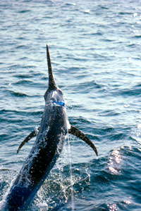 By picking up the pace, making some simple bait modifications and letting out a bit more line, anglers can cover more water and, ultimately, find more fish.